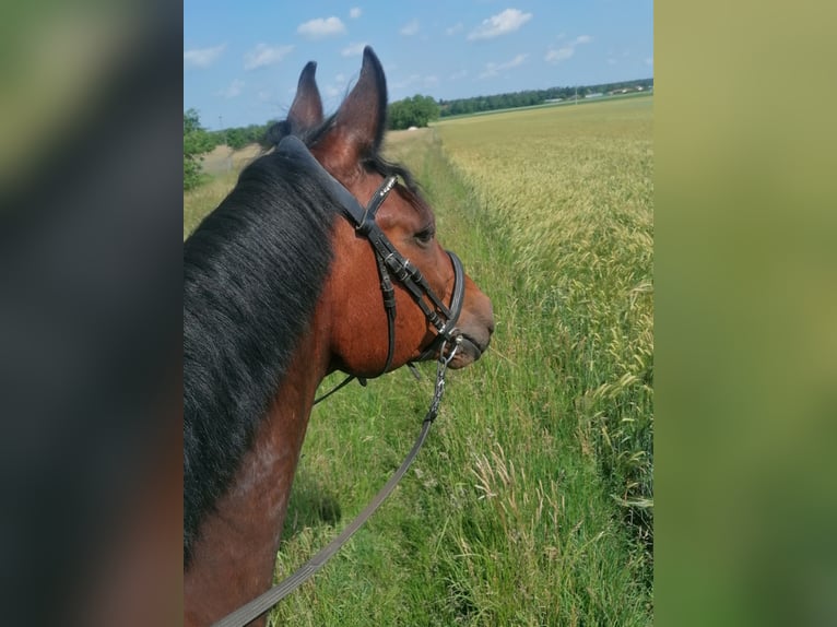 Westfaal Ruin 18 Jaar 167 cm Bruin in Gro&#xDF;ostheim