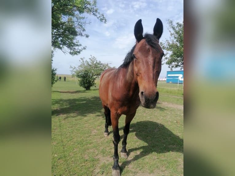 Westfaal Ruin 18 Jaar 167 cm Bruin in Gro&#xDF;ostheim