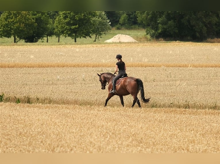 Westfaal Ruin 18 Jaar 167 cm Bruin in Gro&#xDF;ostheim