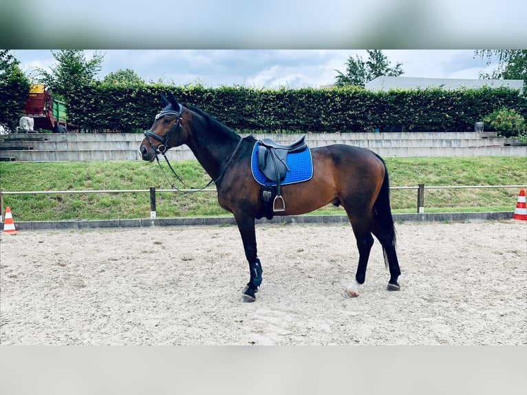 Westfaal Ruin 18 Jaar 174 cm Donkerbruin in Beckum