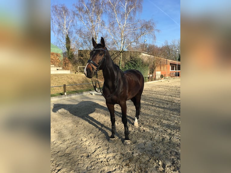 Westfaal Ruin 18 Jaar 174 cm Donkerbruin in Beckum