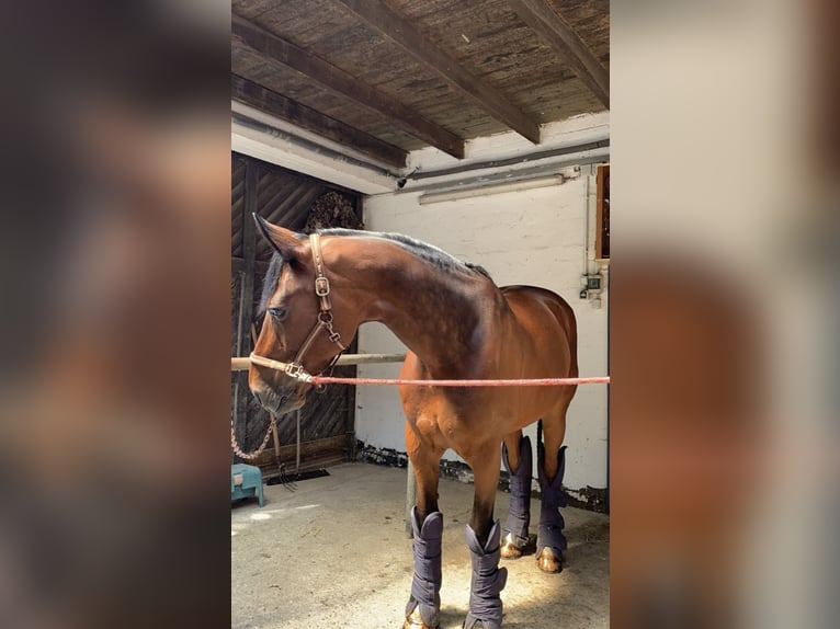 Westfaal Ruin 18 Jaar 176 cm Bruin in Kasseedorf