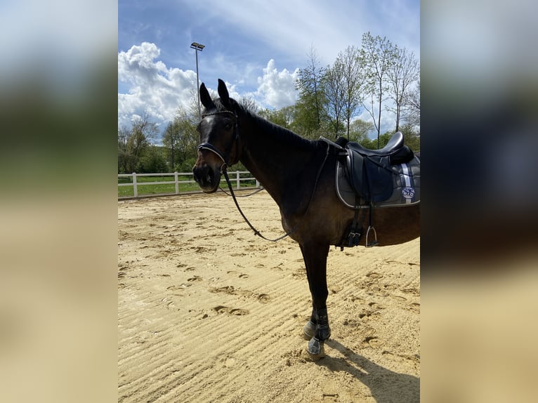 Westfaal Ruin 22 Jaar 170 cm Bruin in Osterode am Harz
