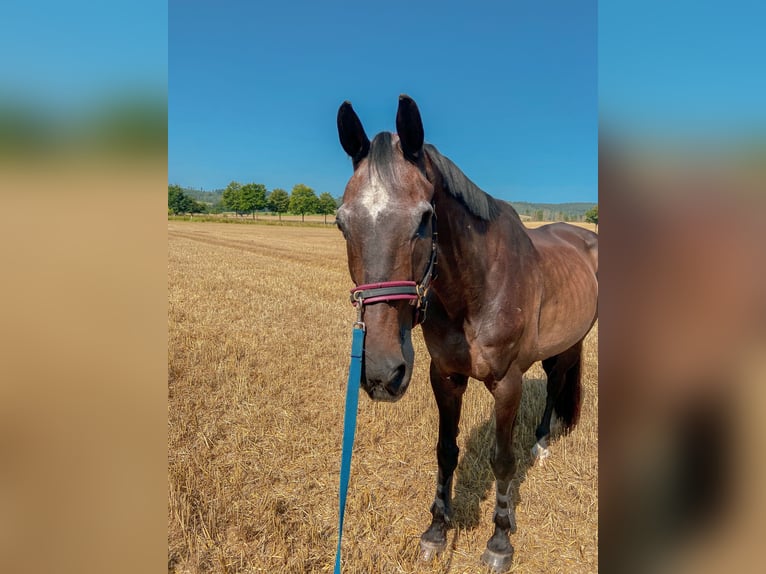 Westfaal Ruin 22 Jaar 170 cm Bruin in Osterode am Harz