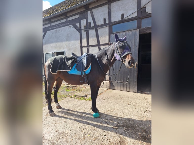 Westfaal Ruin 23 Jaar 162 cm Donkerbruin in Hamm
