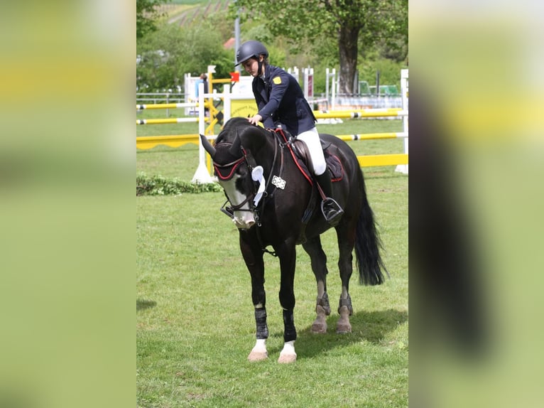Westfaal Ruin 23 Jaar 171 cm Zwart in Sachsenheim
