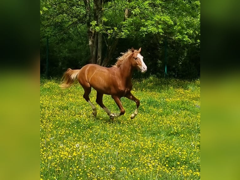 Westfaal Ruin 2 Jaar 146 cm Vos in Herborn