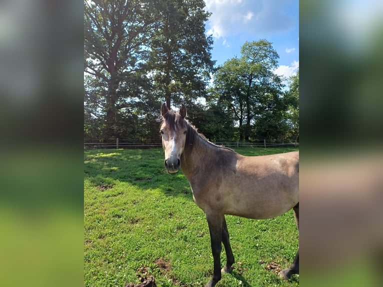 Westfaal Ruin 2 Jaar 156 cm Brown Falb schimmel in Heek