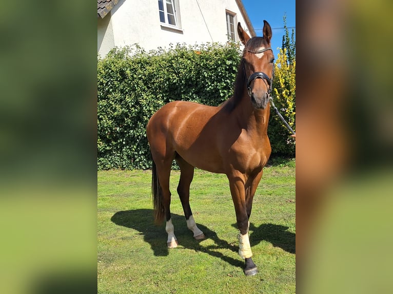 Westfaal Ruin 2 Jaar 163 cm Bruin in Brilon