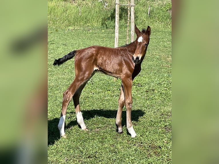 Westfaal Ruin 2 Jaar 163 cm Bruin in Heiden