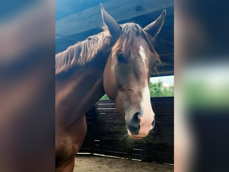 Westfaal Ruin 2 Jaar 164 cm Donkere-vos in Radebeul