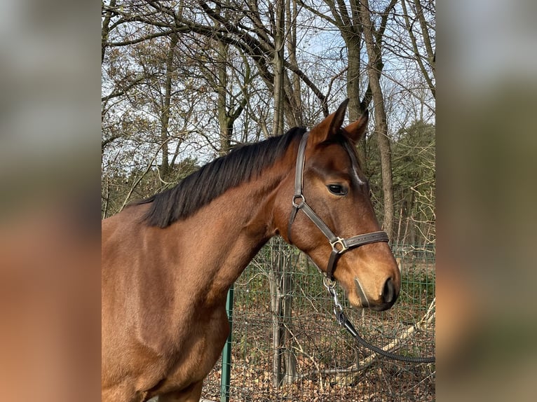Westfaal Ruin 2 Jaar 167 cm Bruin in Verl