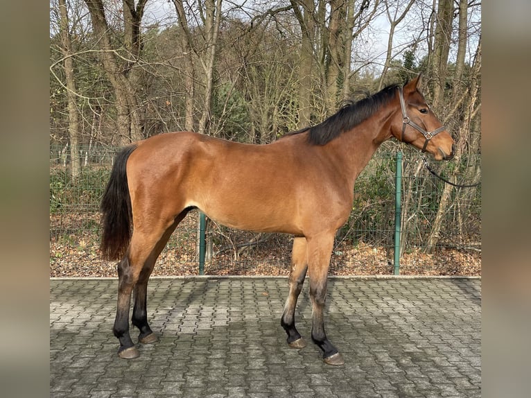 Westfaal Ruin 2 Jaar 167 cm Bruin in Verl