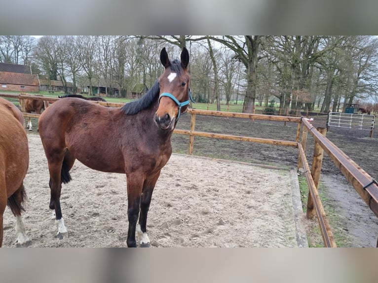 Westfaal Ruin 2 Jaar 167 cm Donkerbruin in Senden