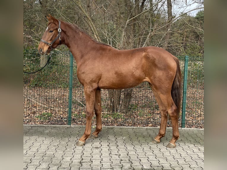 Westfaal Ruin 2 Jaar 167 cm Vos in Verl