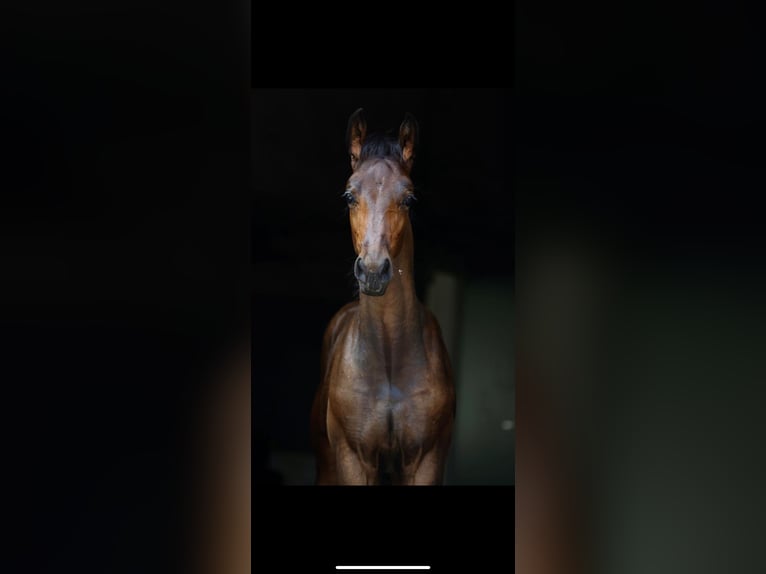 Westfaal Ruin 2 Jaar 168 cm Bruin in Schermbeck