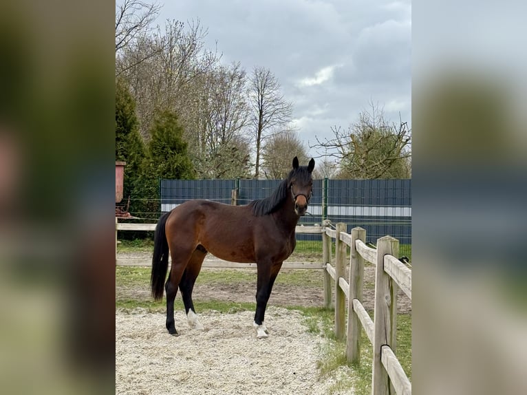 Westfaal Ruin 2 Jaar 168 cm Bruin in Schermbeck