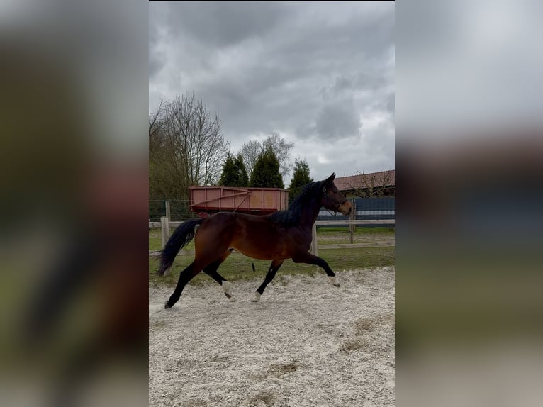 Westfaal Ruin 2 Jaar 168 cm Bruin in Schermbeck