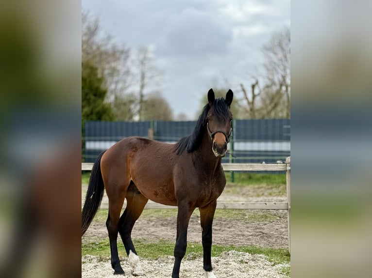Westfaal Ruin 2 Jaar 168 cm Bruin in Schermbeck