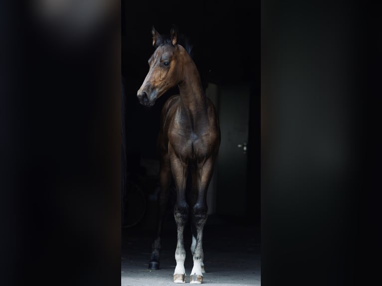 Westfaal Ruin 2 Jaar 168 cm Bruin in Schermbeck