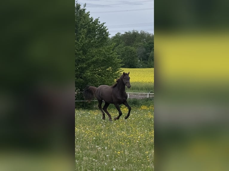 Westfaal Ruin 2 Jaar 168 cm Donkere-vos in Überherrn