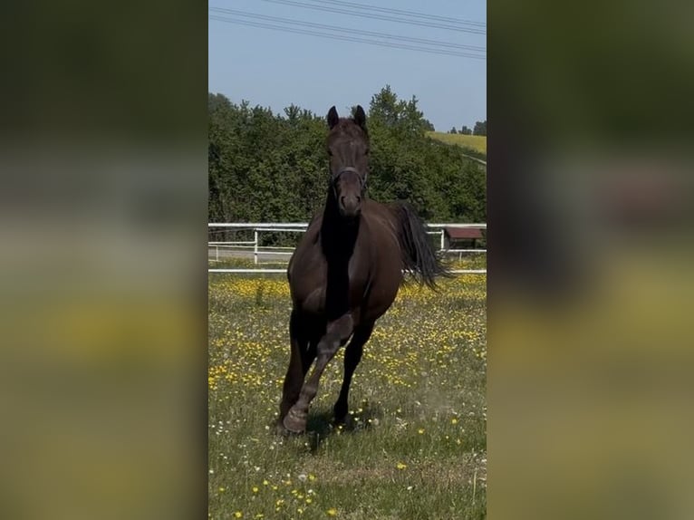 Westfaal Ruin 2 Jaar 168 cm Donkere-vos in Überherrn