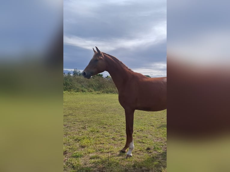 Westfaal Ruin 2 Jaar 170 cm Donkere-vos in Lippstadt
