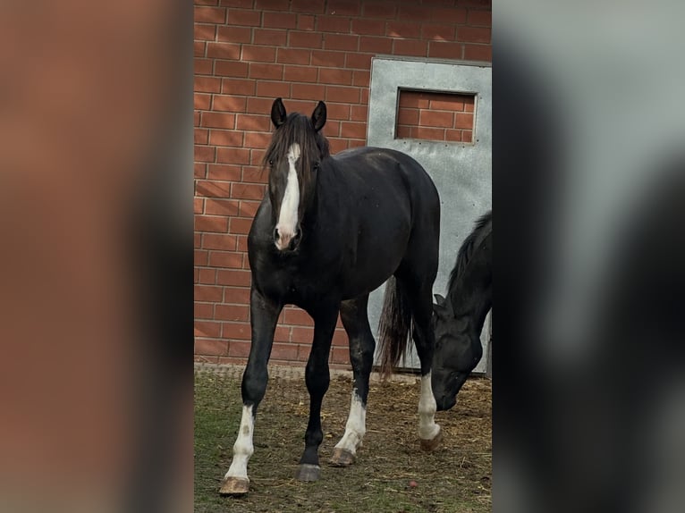 Westfaal Ruin 2 Jaar 172 cm Zwartbruin in GüterslohG