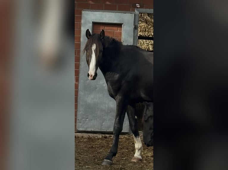 Westfaal Ruin 2 Jaar 172 cm Zwartbruin in GüterslohG