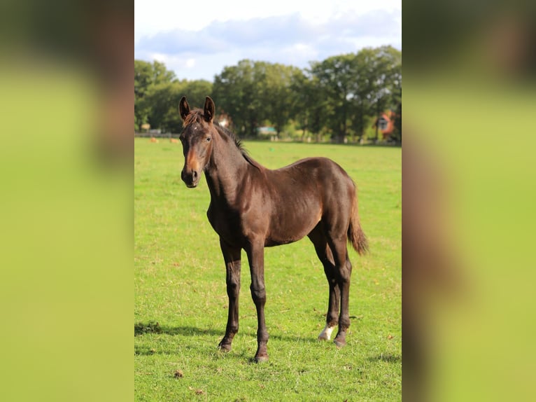 Westfaal Ruin 2 Jaar Donkerbruin in Neuenkirchen-V&#xF6;rden