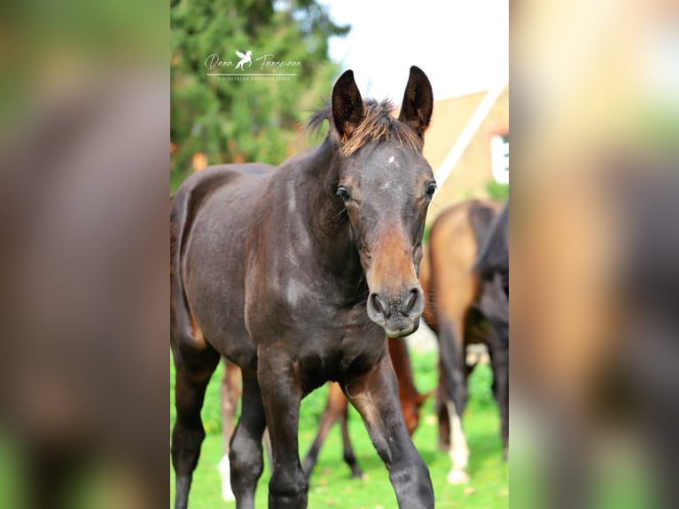Westfaal Ruin 2 Jaar Donkerbruin in Neuenkirchen-V&#xF6;rden