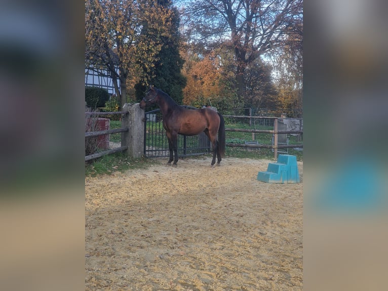 Westfaal Ruin 2 Jaar Donkerbruin in Marl