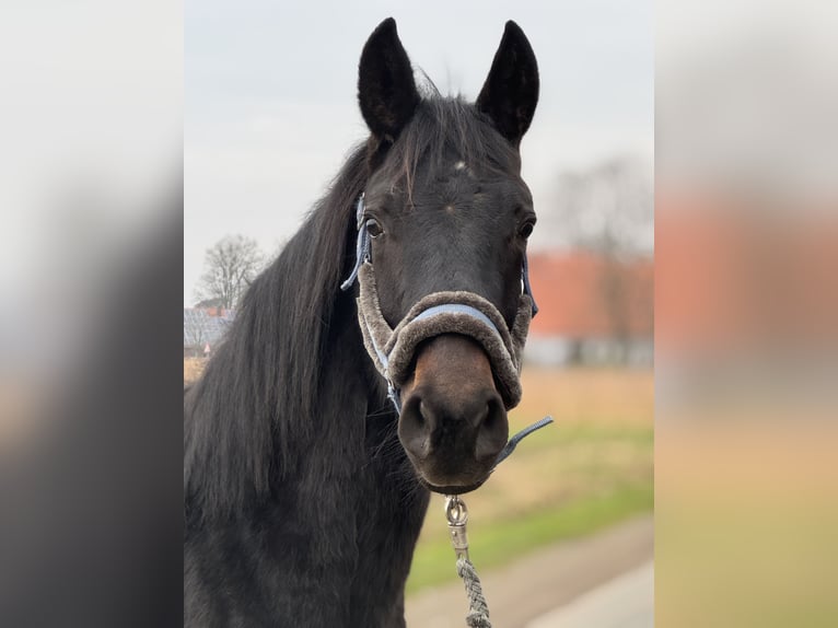 Westfaal Ruin 2 Jaar Zwartbruin in Neuenkirchen-V&#xF6;rden