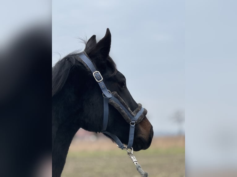 Westfaal Ruin 2 Jaar Zwartbruin in Neuenkirchen-V&#xF6;rden