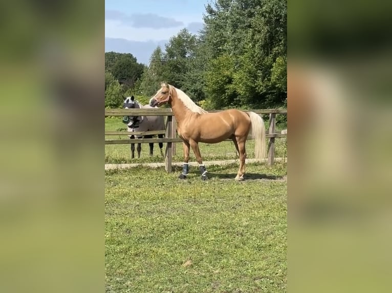 Westfaal Ruin 3 Jaar 145 cm Palomino in Ahrensburg