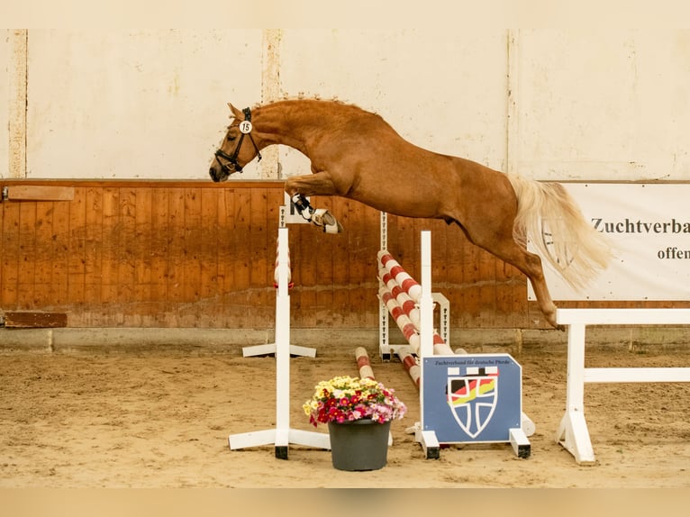 Westfaal Ruin 3 Jaar 145 cm Palomino in Ahrensburg