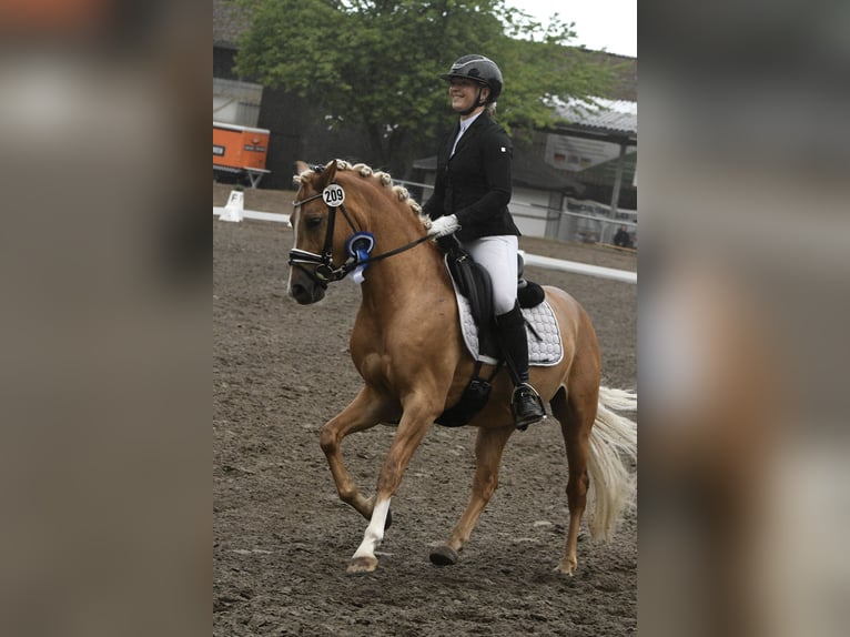 Westfaal Ruin 3 Jaar 146 cm Palomino in Ahrensburg
