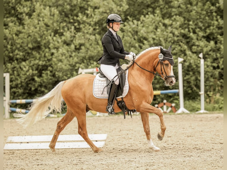 Westfaal Ruin 3 Jaar 146 cm Palomino in Ahrensburg