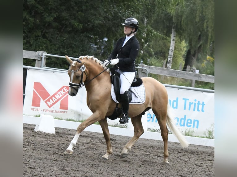 Westfaal Ruin 3 Jaar 146 cm Palomino in Ahrensburg