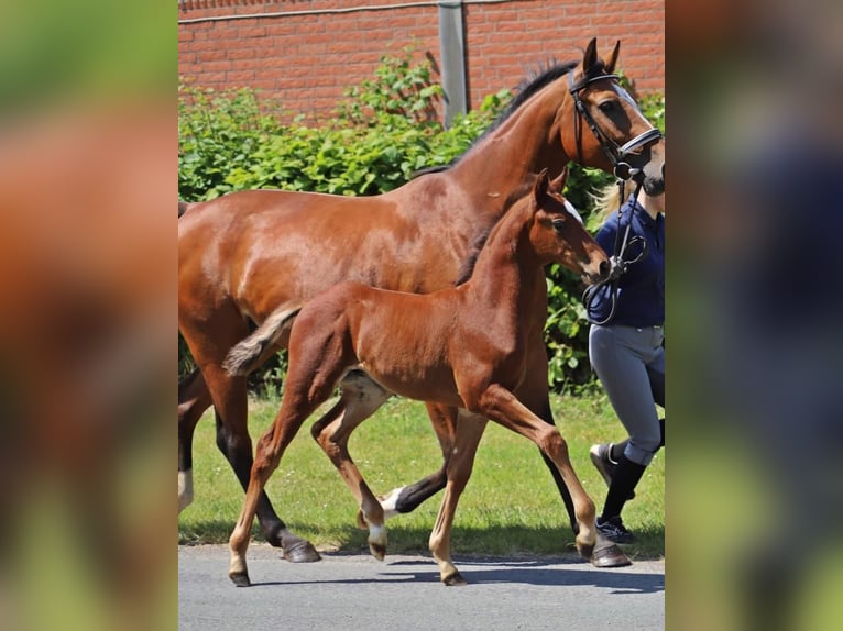 Westfaal Ruin 3 Jaar 158 cm Bruin in Raddestorf