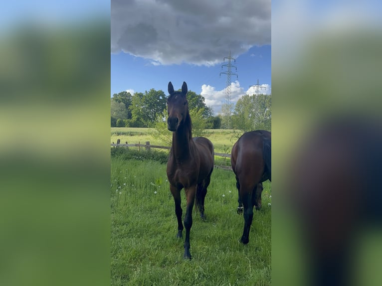 Westfaal Ruin 3 Jaar 160 cm Bruin in Emsdetten