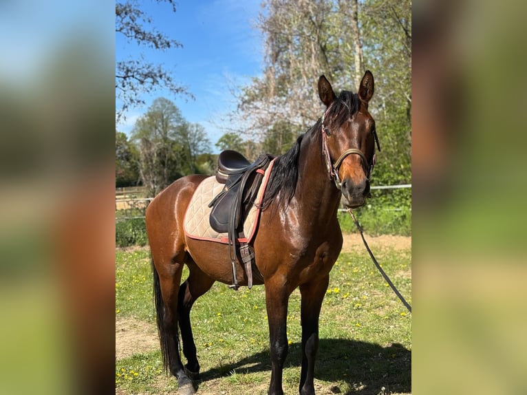 Westfaal Ruin 3 Jaar 160 cm Bruin in Emsdetten