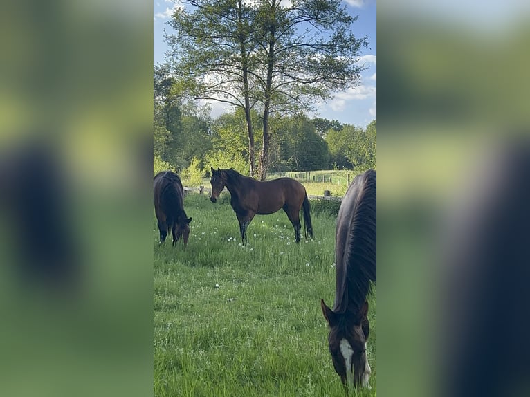Westfaal Ruin 3 Jaar 160 cm Bruin in Emsdetten