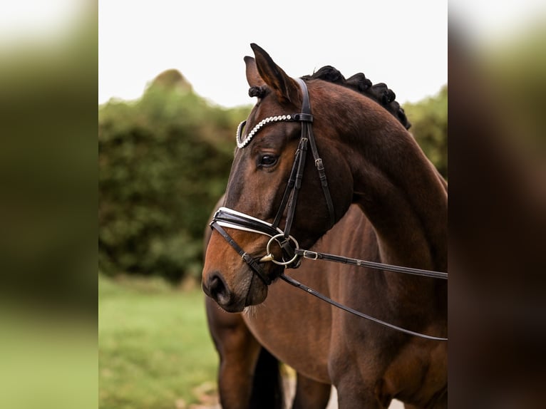 Westfaal Ruin 3 Jaar 163 cm Bruin in Uedem