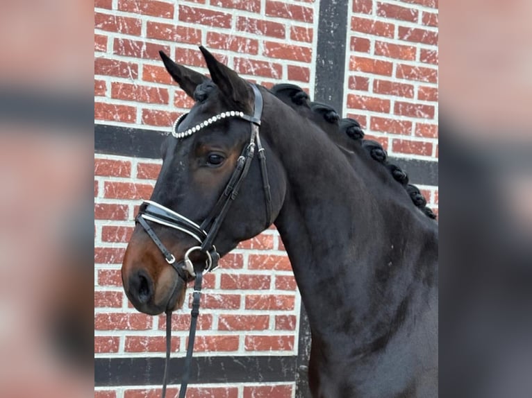 Westfaal Ruin 3 Jaar 163 cm Donkerbruin in Telgte