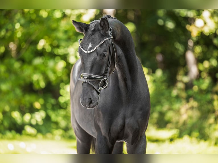 Westfaal Ruin 3 Jaar 163 cm Zwartbruin in Wehringen