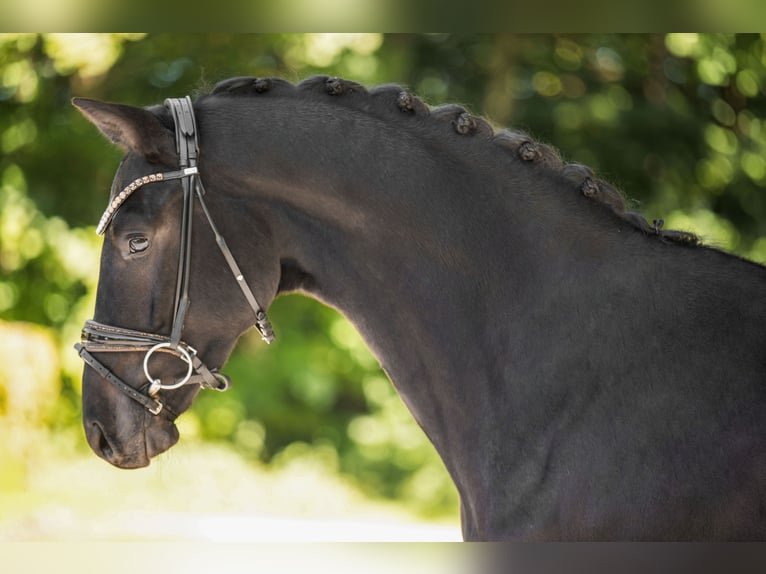 Westfaal Ruin 3 Jaar 163 cm Zwartbruin in Wehringen
