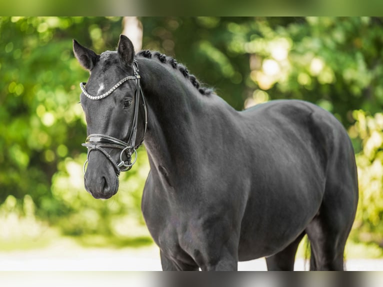 Westfaal Ruin 3 Jaar 163 cm Zwartbruin in Wehringen