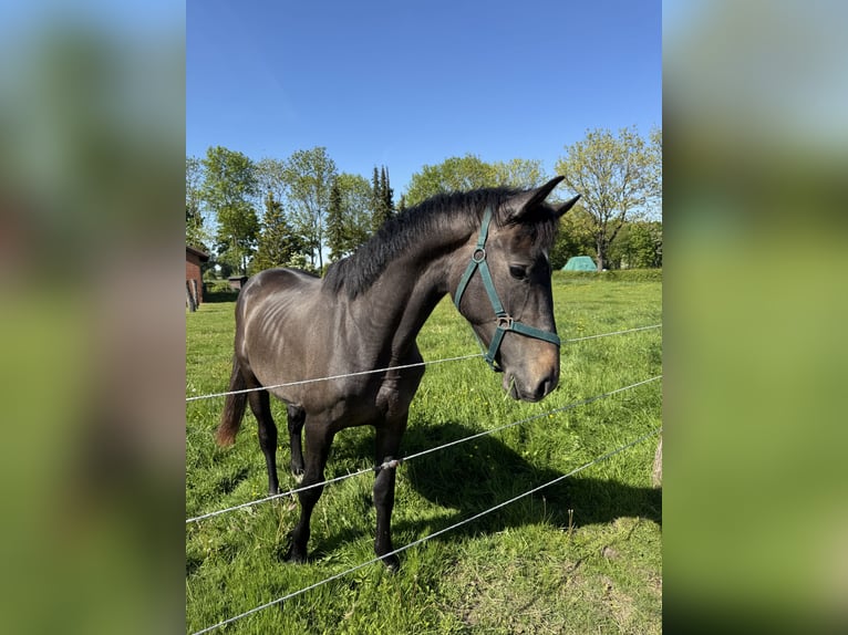 Westfaal Ruin 3 Jaar 164 cm kan schimmel zijn in Neustadt am Rübenberge