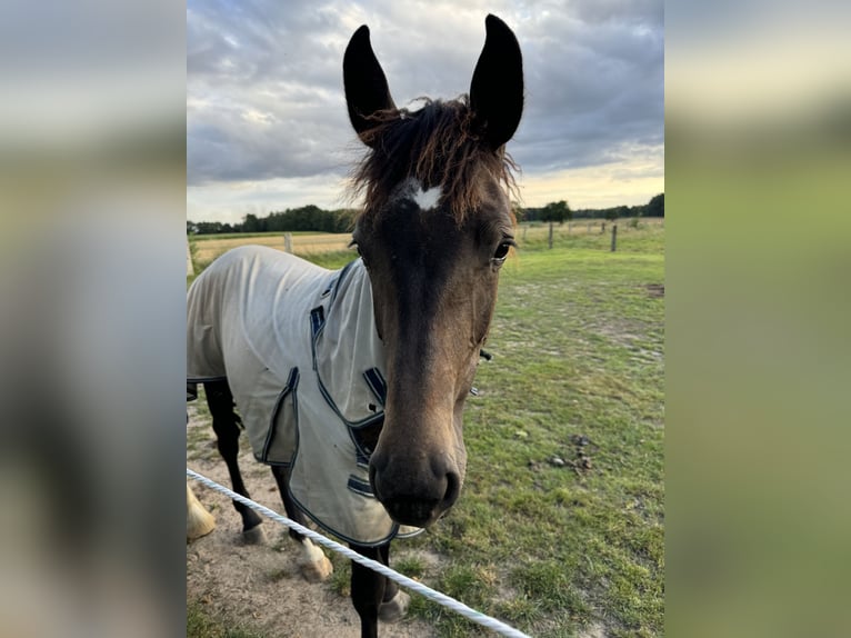 Westfaal Ruin 3 Jaar 164 cm kan schimmel zijn in Neustadt am Rübenberge